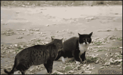 喧嘩してる動物画像