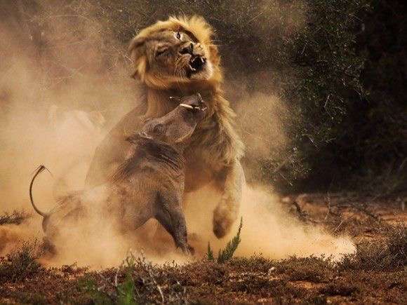 喧嘩してる動物画像
