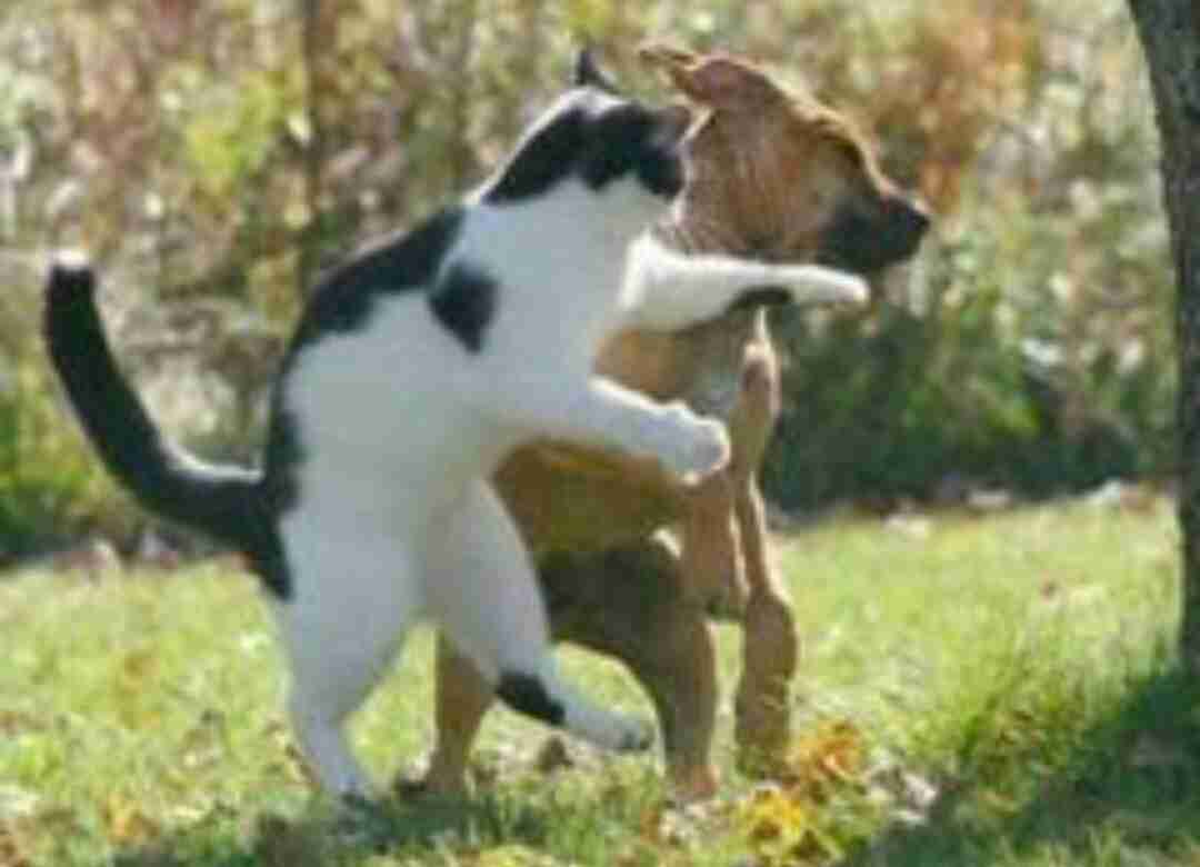 喧嘩してる動物画像