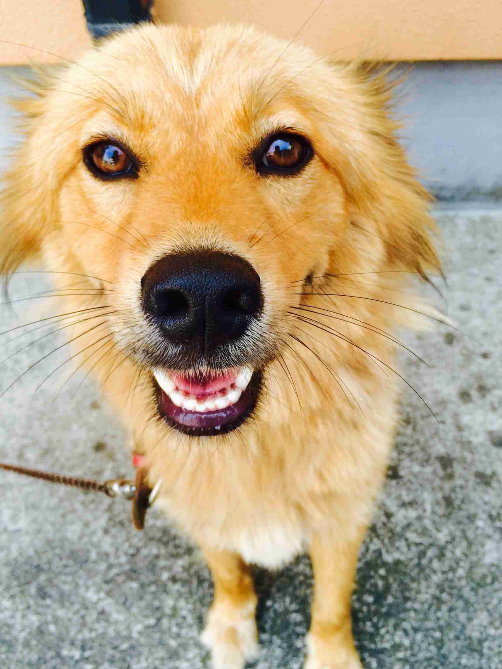 雑種犬飼ってる人～