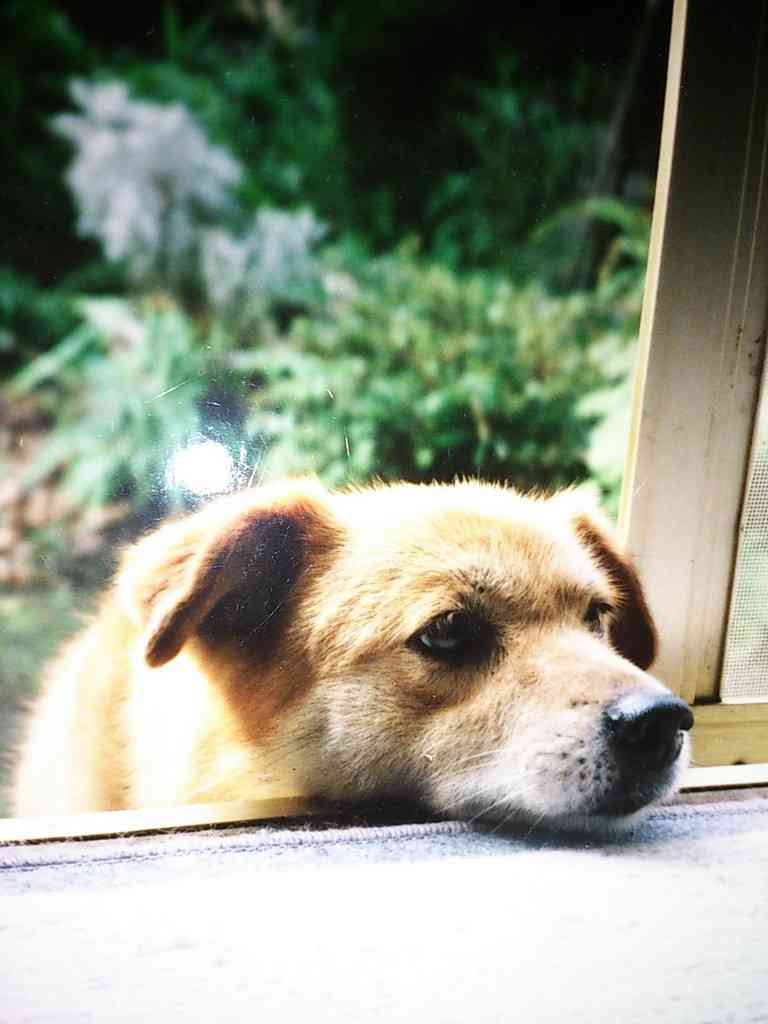 雑種犬飼ってる人～