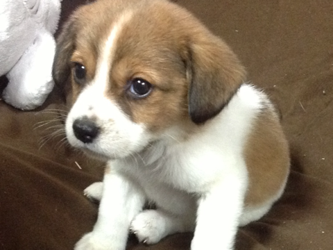 雑種犬飼ってる人～