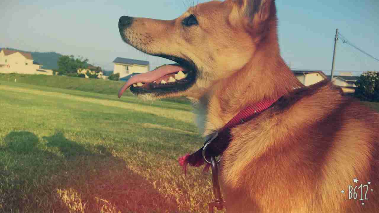 雑種犬飼ってる人～