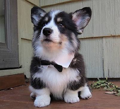 雑種犬飼ってる人～