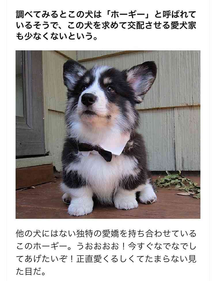 雑種犬飼ってる人～