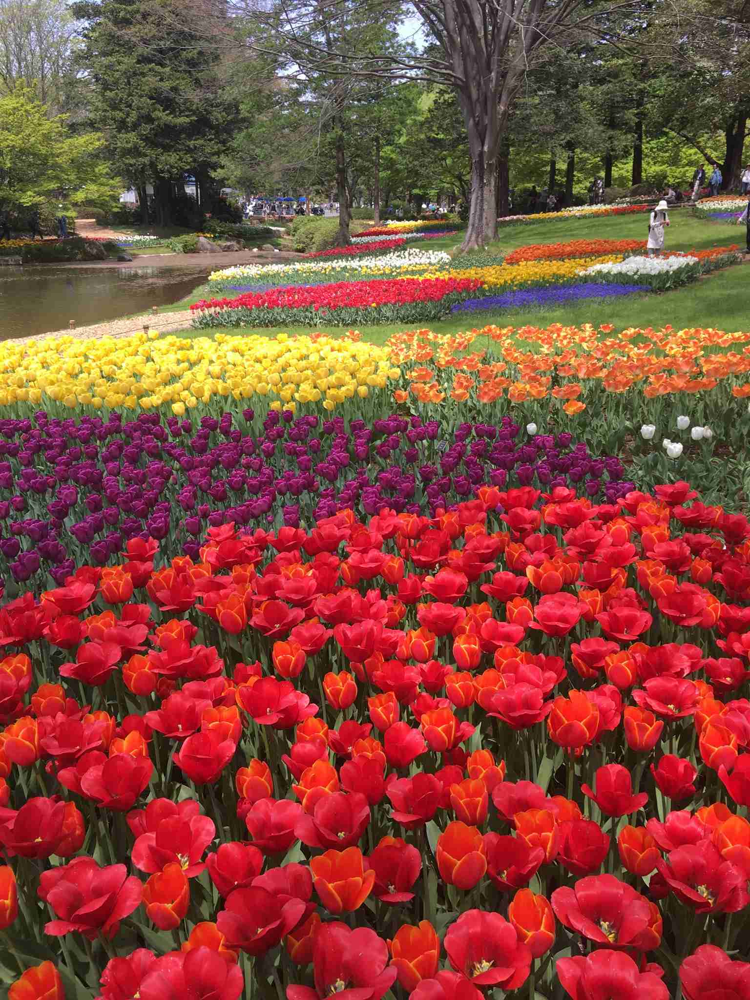 昭和記念公園を歩けば、年間約2億円の医療費を抑制する効果？国交省試算