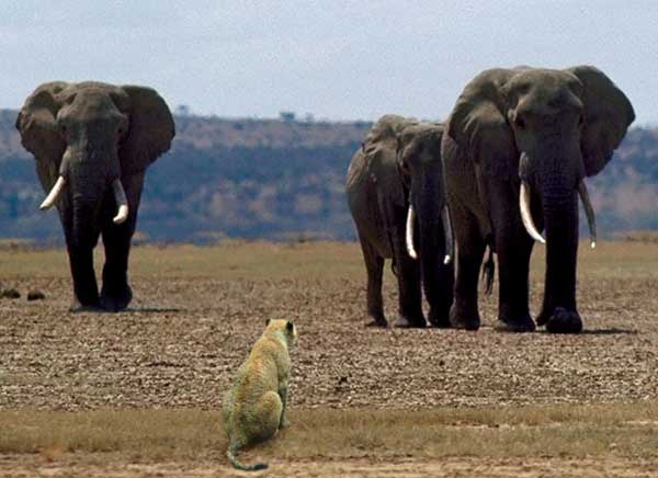 巨大生物の画像を貼っていくトピ