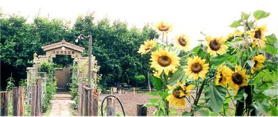 どこか切ない夏の画像を貼っていくトピ