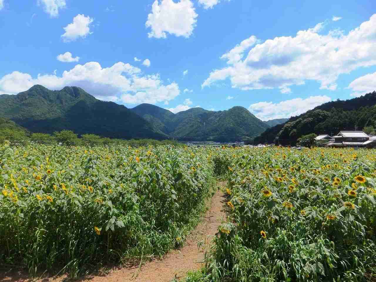 どこか切ない夏の画像を貼っていくトピ