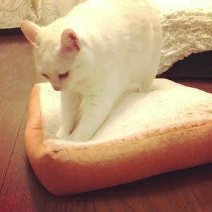 ガルちゃん猫カフェ17号店 開店しました♪ (初めての方も大歓迎！)