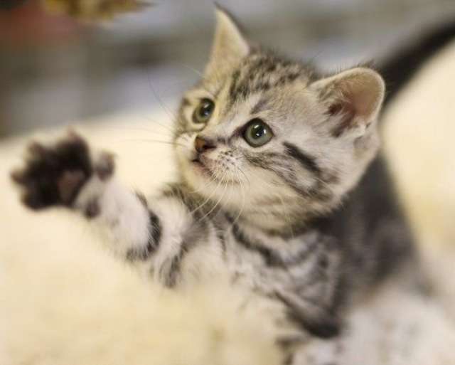 ガルちゃん猫カフェ17号店 開店しました♪ (初めての方も大歓迎！)