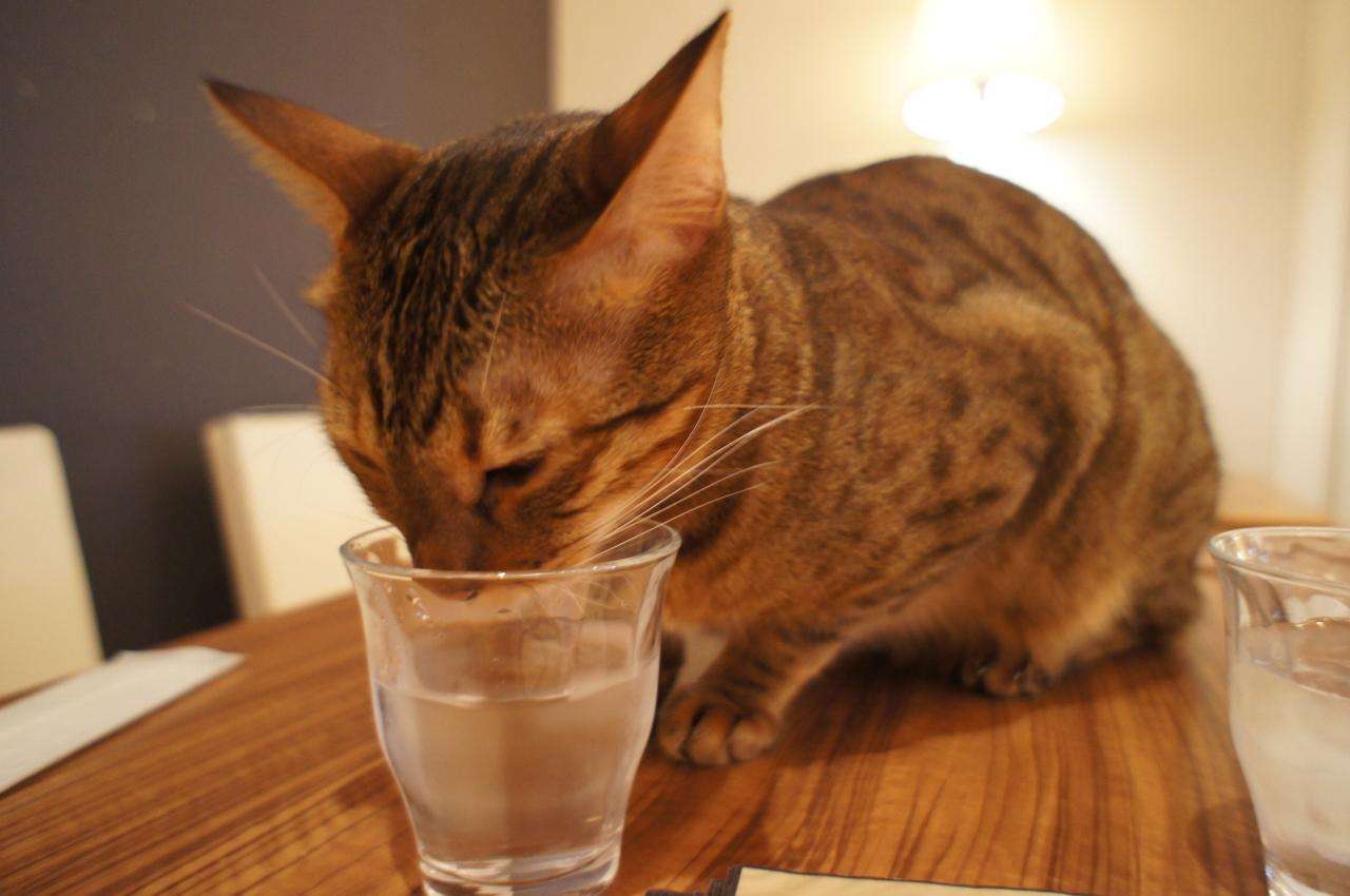 ガルちゃん猫カフェ17号店 開店しました♪ (初めての方も大歓迎！)