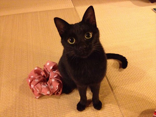 ガルちゃん猫カフェ17号店 開店しました♪ (初めての方も大歓迎！)