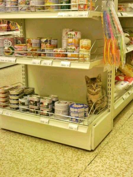 ガルちゃん猫カフェ17号店 開店しました♪ (初めての方も大歓迎！)