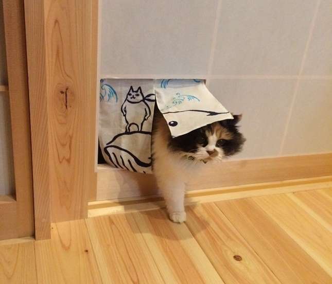 ガルちゃん猫カフェ17号店 開店しました♪ (初めての方も大歓迎！)
