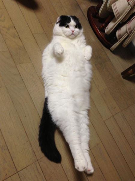 ガルちゃん猫カフェ17号店 開店しました♪ (初めての方も大歓迎！)