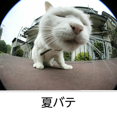 ガルちゃん猫カフェ17号店 開店しました♪ (初めての方も大歓迎！)