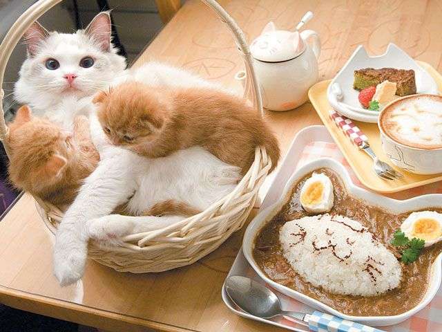 ガルちゃん猫カフェ17号店 開店しました♪ (初めての方も大歓迎！)