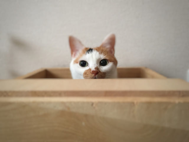 ガルちゃん猫カフェ17号店 開店しました♪ (初めての方も大歓迎！)