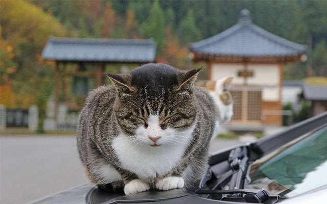 ガルちゃん猫カフェ17号店 開店しました♪ (初めての方も大歓迎！)