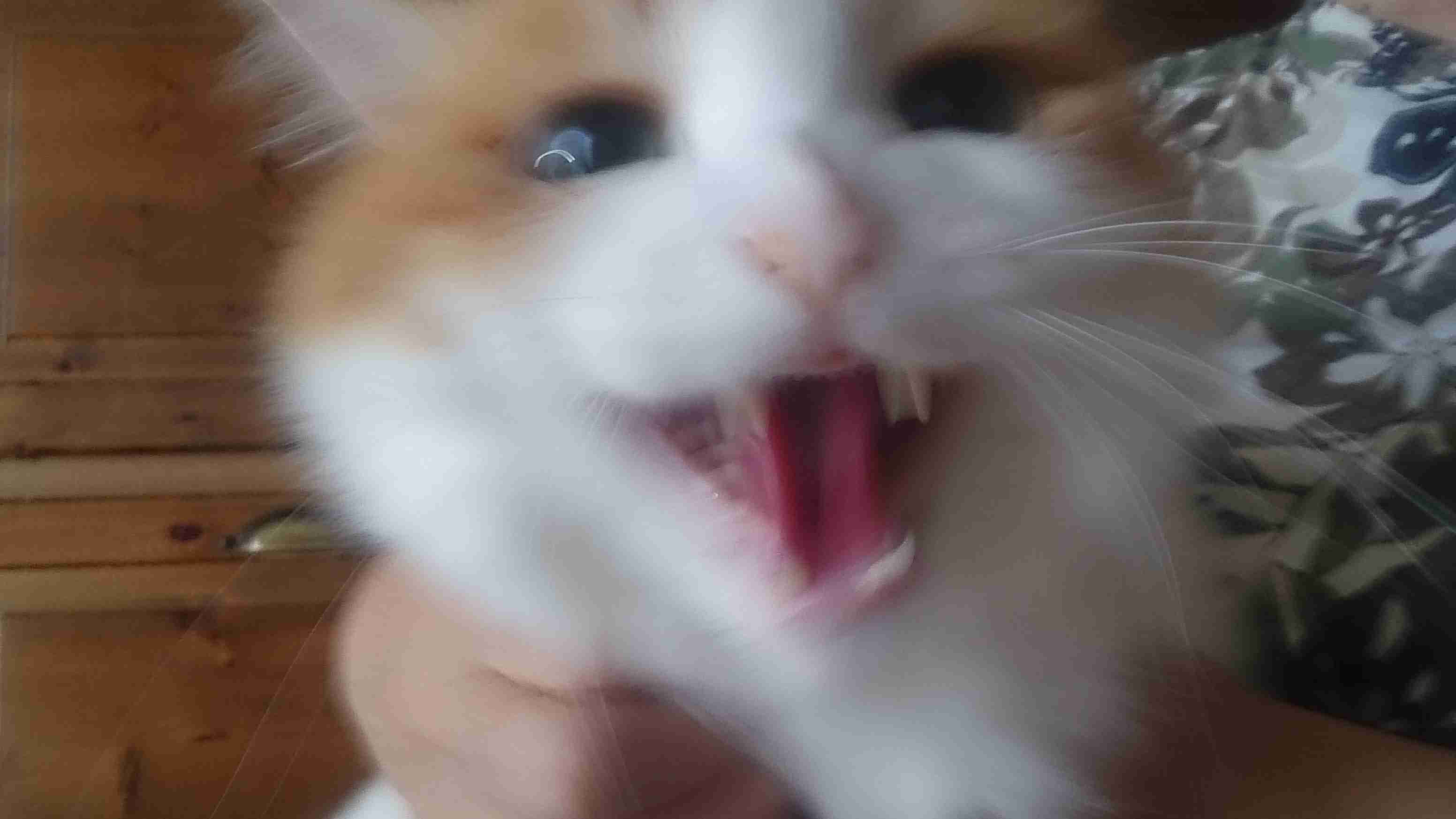 ガルちゃん猫カフェ17号店 開店しました♪ (初めての方も大歓迎！)