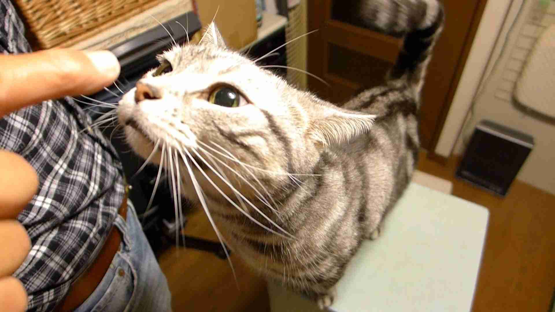 ガルちゃん猫カフェ17号店 開店しました♪ (初めての方も大歓迎！)
