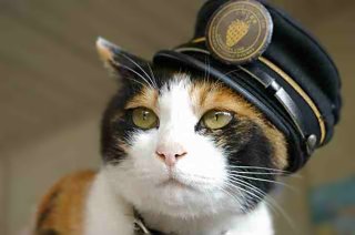 ガルちゃん猫カフェ17号店 開店しました♪ (初めての方も大歓迎！)
