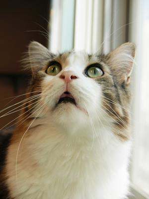 ガルちゃん猫カフェ17号店 開店しました♪ (初めての方も大歓迎！)