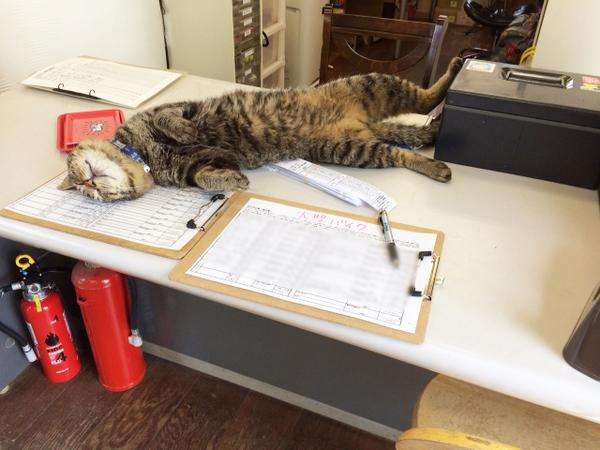 ガルちゃん猫カフェ17号店 開店しました♪ (初めての方も大歓迎！)