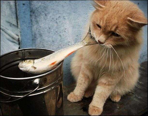 ガルちゃん猫カフェ17号店 開店しました♪ (初めての方も大歓迎！)