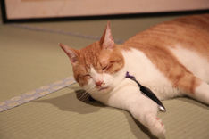 ガルちゃん猫カフェ17号店 開店しました♪ (初めての方も大歓迎！)
