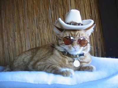 ガルちゃん猫カフェ17号店 開店しました♪ (初めての方も大歓迎！)