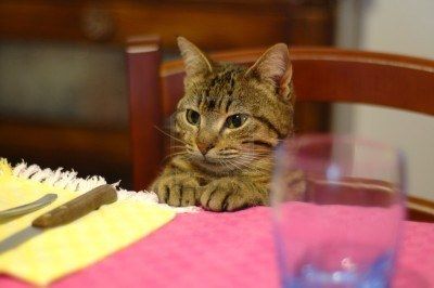 ガルちゃん猫カフェ17号店 開店しました♪ (初めての方も大歓迎！)