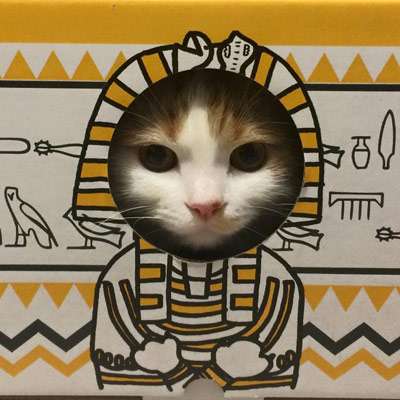 ガルちゃん猫カフェ17号店 開店しました♪ (初めての方も大歓迎！)