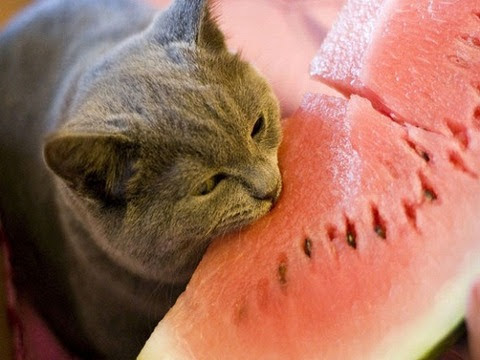 ガルちゃん猫カフェ17号店 開店しました♪ (初めての方も大歓迎！)