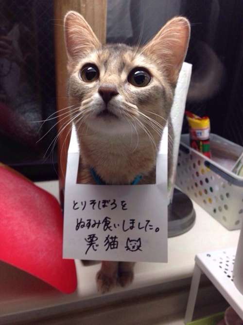 ガルちゃん猫カフェ17号店 開店しました♪ (初めての方も大歓迎！)