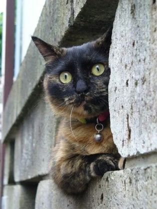 ガルちゃん猫カフェ17号店 開店しました♪ (初めての方も大歓迎！)