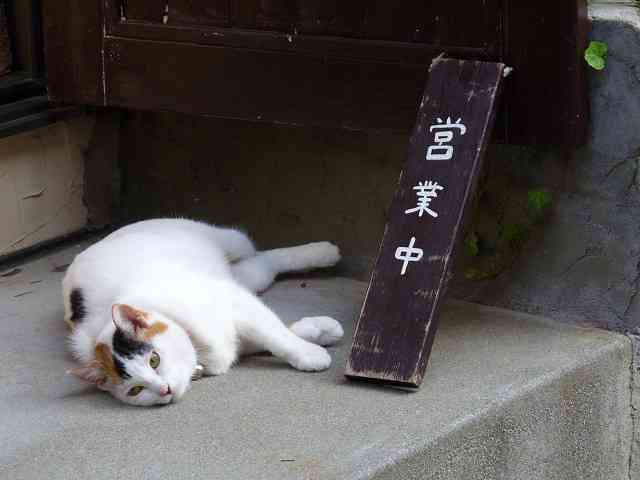 ガルちゃん猫カフェ17号店 開店しました♪ (初めての方も大歓迎！)