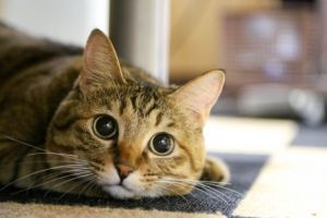 ガルちゃん猫カフェ17号店 開店しました♪ (初めての方も大歓迎！)