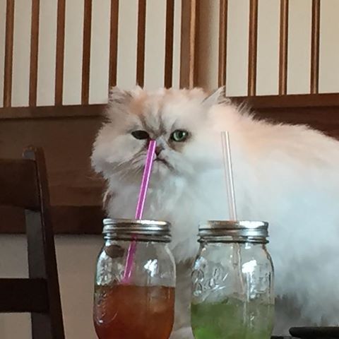 ガルちゃん猫カフェ17号店 開店しました♪ (初めての方も大歓迎！)