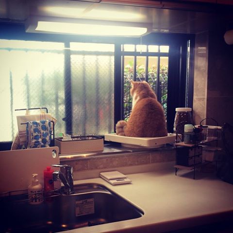ガルちゃん猫カフェ17号店 開店しました♪ (初めての方も大歓迎！)