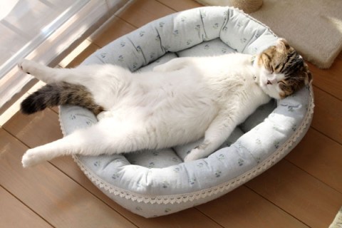ガルちゃん猫カフェ17号店 開店しました♪ (初めての方も大歓迎！)
