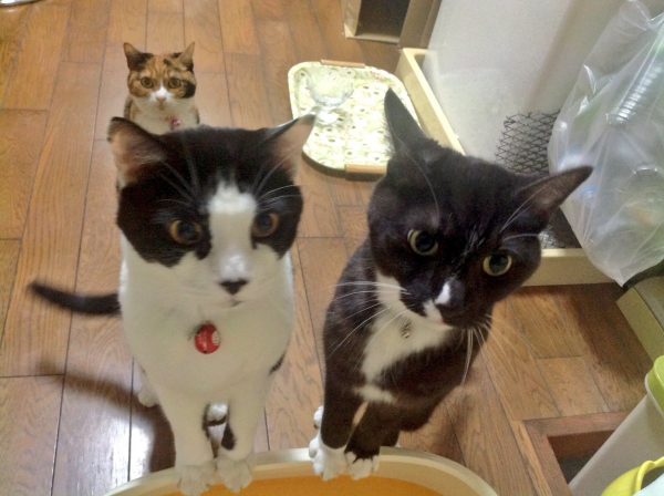 ガルちゃん猫カフェ17号店 開店しました♪ (初めての方も大歓迎！)