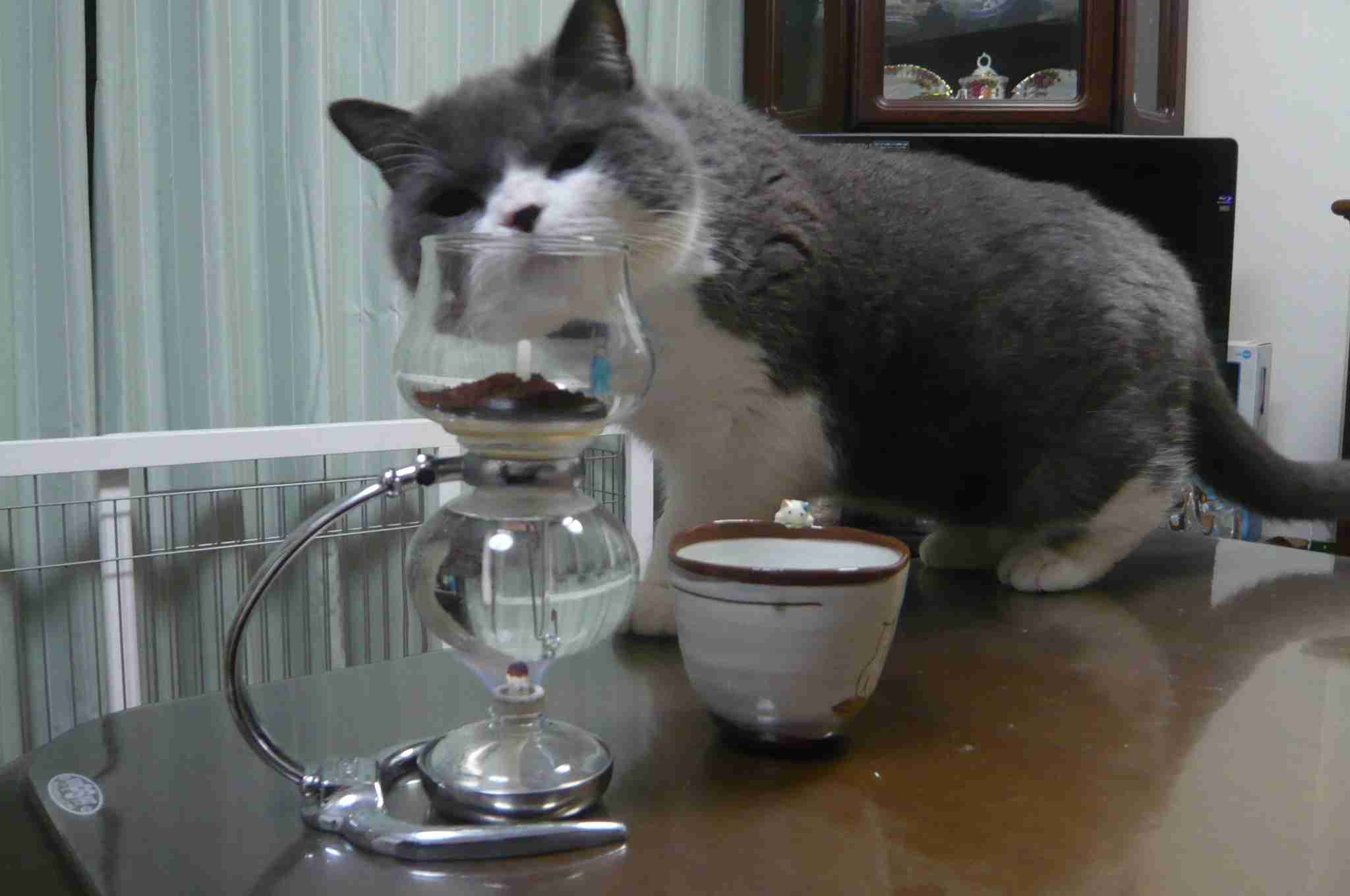 ガルちゃん猫カフェ17号店 開店しました♪ (初めての方も大歓迎！)