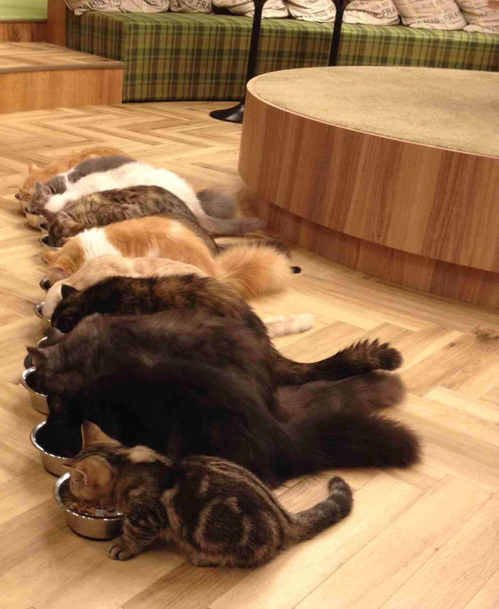ガルちゃん猫カフェ17号店 開店しました♪ (初めての方も大歓迎！)