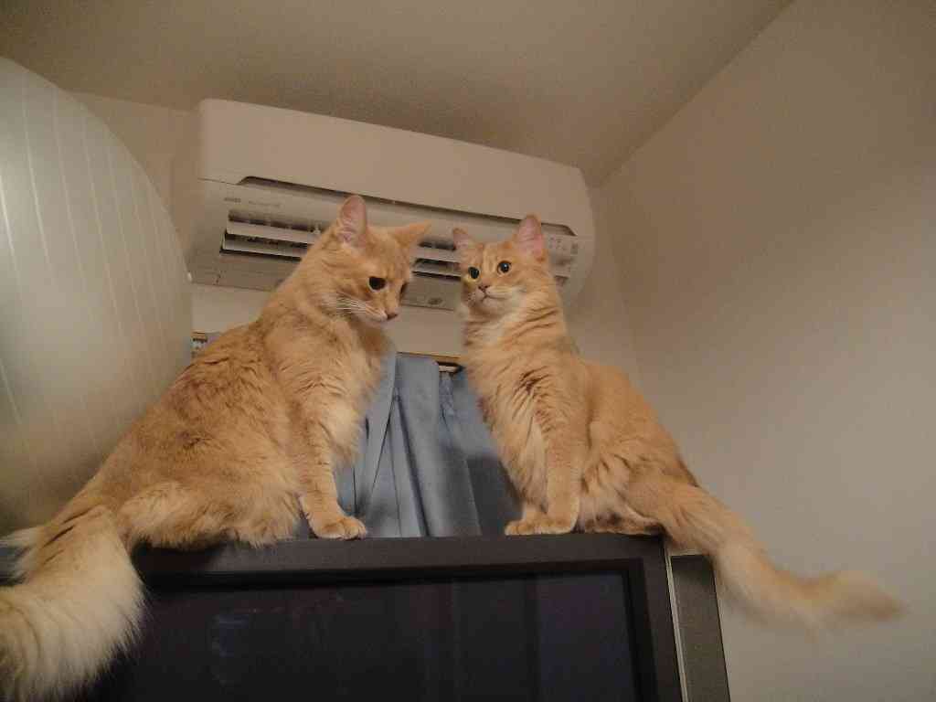 ガルちゃん猫カフェ17号店 開店しました♪ (初めての方も大歓迎！)