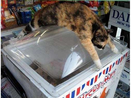 ガルちゃん猫カフェ17号店 開店しました♪ (初めての方も大歓迎！)