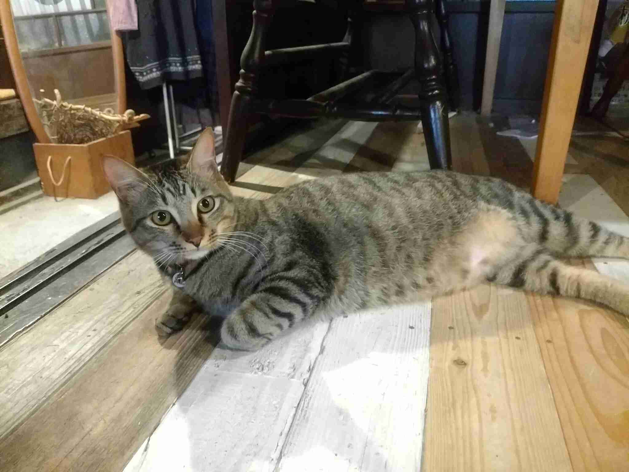 ガルちゃん猫カフェ17号店 開店しました♪ (初めての方も大歓迎！)