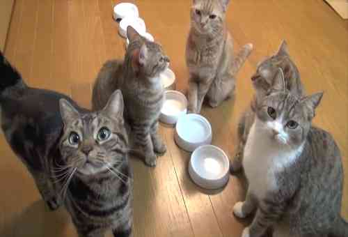 ガルちゃん猫カフェ17号店 開店しました♪ (初めての方も大歓迎！)