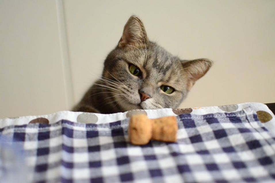ガルちゃん猫カフェ17号店 開店しました♪ (初めての方も大歓迎！)